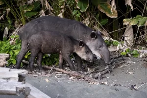 Baird's tapir (Tapirus bairdii)