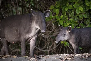 Baird's tapir (Tapirus bairdii)