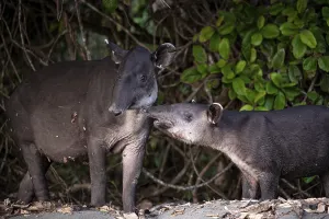Baird's tapir (Tapirus bairdii)