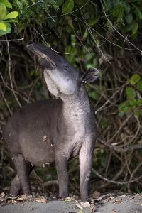 Baird's tapir (Tapirus bairdii)