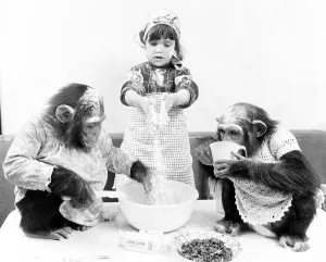 Baking chimpanzees with girls, England