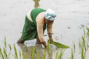 BAKSA, INDIA- JULY 12: A tribal woman transplant rice seedlings in a waterlogged paddy field in Baksa