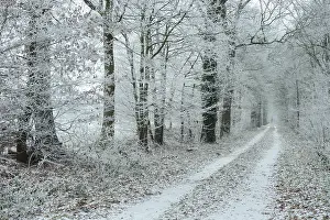 Bakum, Gut Daren, Vechta, Lower Saxony, Germany