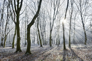 Bald beech forest with hoarfrost in winter
