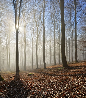 Bald beech forest in winter, sun rays penetrate through fog