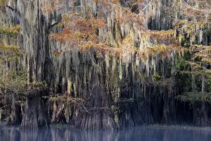 Framed Print : Bald cypresses (Taxodium distichum) in autumn with Spanish moss (Tillandsia usneoides)