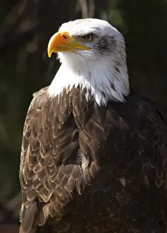 Bald Eagle Bird of prey close up