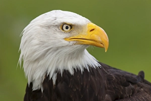 Bald Eagle (Haliaeetus leucocephalus)