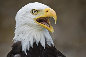 Bald Eagle (Haliaeetus leucocephalus)