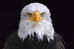 Bald Eagle (Haliaeetus leucocephalus)