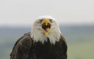 Bald Eagle (Haliaeetus leucocephalus)