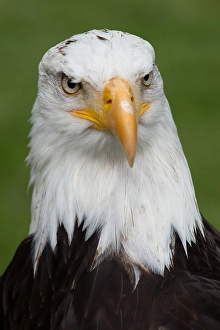 Bald eagle (Haliaeetus leucocephalus)