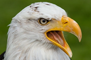 Bald eagle (Haliaeetus leucocephalus)
