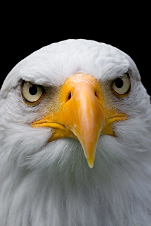 Bald eagle (Haliaeetus leucocephalus)
