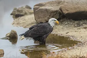 One Bald Eagle, Haliaeetus leucocephalus