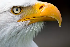 Bald eagle (Haliaeetus leucocephalus)
