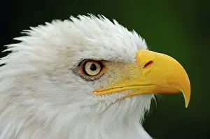 Bald eagle (Haliaeetus leucocephalus)