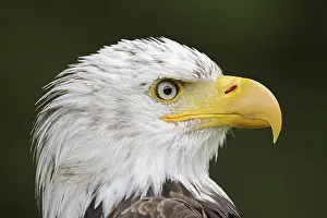 Bald eagle (Haliaeetus leucocephalus)