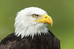 Bald Eagle (Haliaeetus leucocephalus)