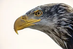 Bald eagle (Haliaeetus leucocephalus)