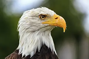 Bald eagle (Haliaeetus leucocephalus)