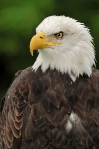 Bald eagle (Haliaeetus leucocephalus)