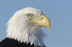 Bald Eagle (Haliaeetus leucocephalus)