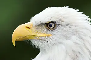Bald eagle (Haliaeetus leucocephalus)