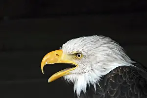 Bald Eagle (Haliaeetus leucocephalus)