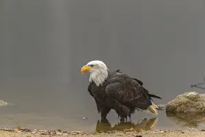 One Bald Eagle, Haliaeetus leucocephalus