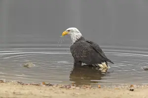 One Bald Eagle, Haliaeetus leucocephalus