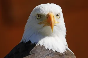 Bald eagle (Haliaeetus leucocephalus)