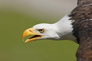 Bald eagle (Haliaeetus leucocephalus)