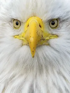Bald Eagle (Haliaeetus leucocephalus)