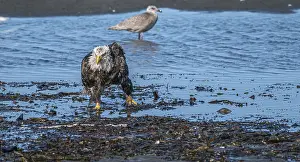 Bald eagle (Haliaeetus leucocephalus)