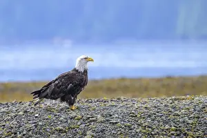 A bald eagle, Haliaeetus leucocephalus