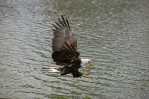 Bald Eagle (haliaeetus leucocephalus)