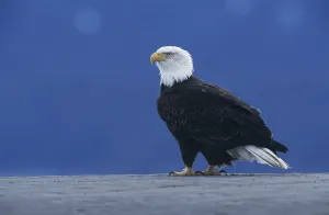 Bald Eagle (Haliaeetus leucocephalus)