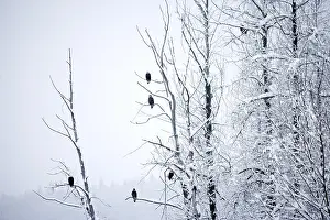 Bald Eagle (haliaeetus leucocephalus)