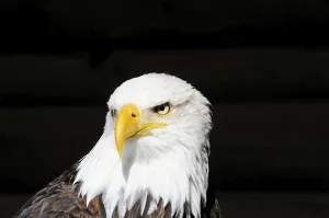Bald eagle, Haliaeetus leucocephalus