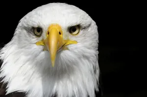 Bald eagle, Haliaeetus leucocephalus