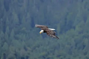 Bald eagle (Haliaeetus leucocephalus)