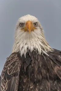 Bald eagle, Haliaeetus leucocephalus
