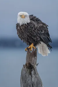 Bald eagle, Haliaeetus leucocephalus