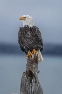 Bald eagle, Haliaeetus leucocephalus