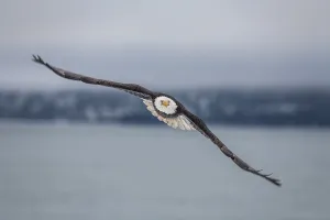Bald eagle, Haliaeetus leucocephalus