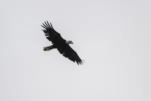 Framed Print : Bald eagle (Haliaeetus leucocephalus) Framed Print : Bald eagle (Haliaeetus leucocephalus)