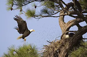Bald Eagle (Haliaeetus leucocephalus)