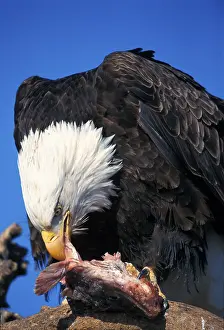 Bald eagle (Haliaeetus leucocephalus) close-up