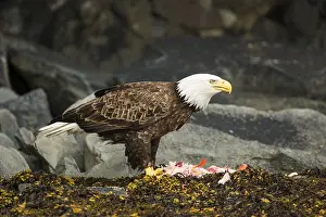 Bald Eagle (Haliaeetus leucocephalus) with a fish